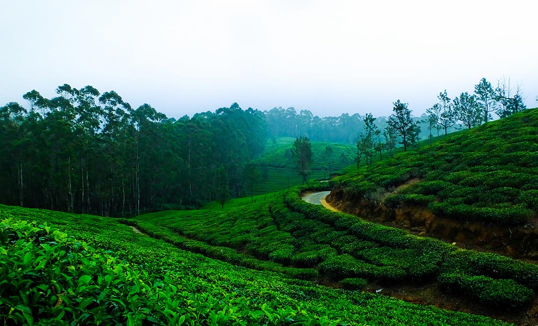 Premium Hotel Apartments in Wayanad,Best family resort in Wayanad,Good family resort in Wayand,1bhk apartment stay in wayanad,Serviced apartments in Wayanad,Luxury stays in Wayanad,hotel apartments in Wayanad,service apartments Wayanad,luxury resort in Wayanad,best family resort in Wayanad,stay in Wayanad,Best Service Apartment in Wayanad,Best hotel apartment in wayanad